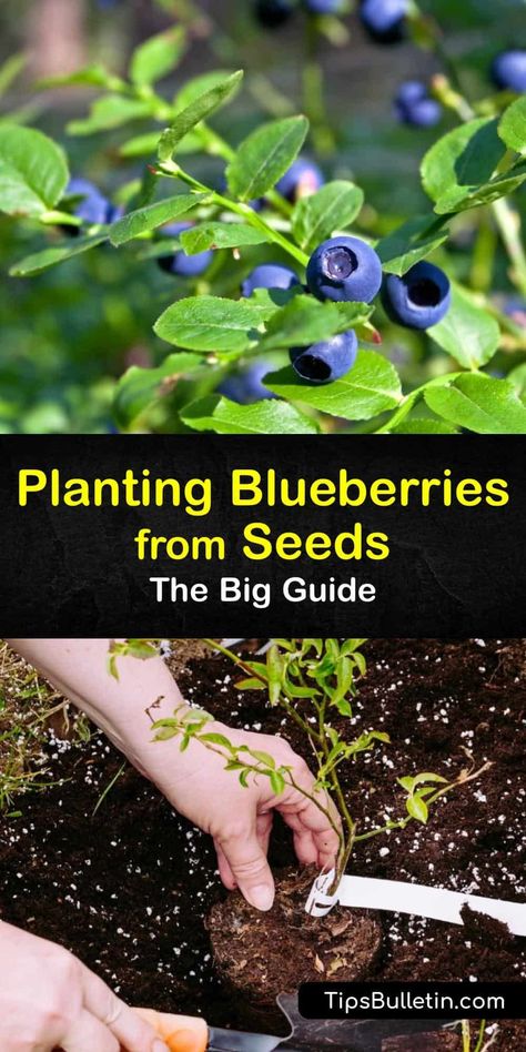 Grow Blueberries From Seed, How To Plant Blueberries From Seed, Blueberry Seeds Growing, Growing Blueberries From Fruit, Growing Blueberries From Seed, How To Grow Blueberries From Seed, Blueberries Planting, Raspberry Gardening, Blueberries Plant