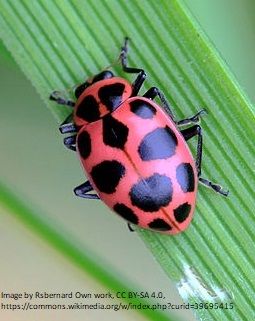 Pink Ladybugs in the Garden | Show Me Oz Pink Spotted Lady Beetle, Ladybug Meaning, Sewing Tattoos, Pink Ladybug, Insect Species, Cucumber Beetles, Lady Beetle, Curiosity Shop, Beneficial Insects