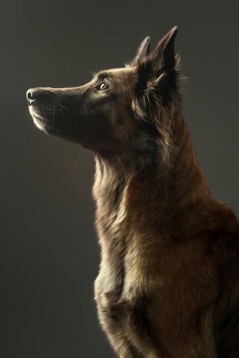 Lapponian Herder, German Shepherd Photography, Regard Animal, Belgian Malinois Dog, Malinois Dog, Dog Photoshoot, Boston Terrier Puppy, Terrier Puppies, Pet Photography