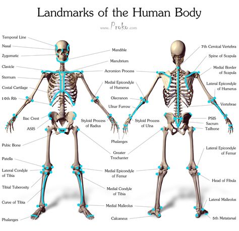 Landmarks-of-the-Human-Body The Human Skeleton, Human Skeleton Anatomy, Human Anatomy For Artists, Anatomy Bones, Skeleton Anatomy, Human Body Anatomy, Human Bones, Human Anatomy Drawing, Human Skeleton