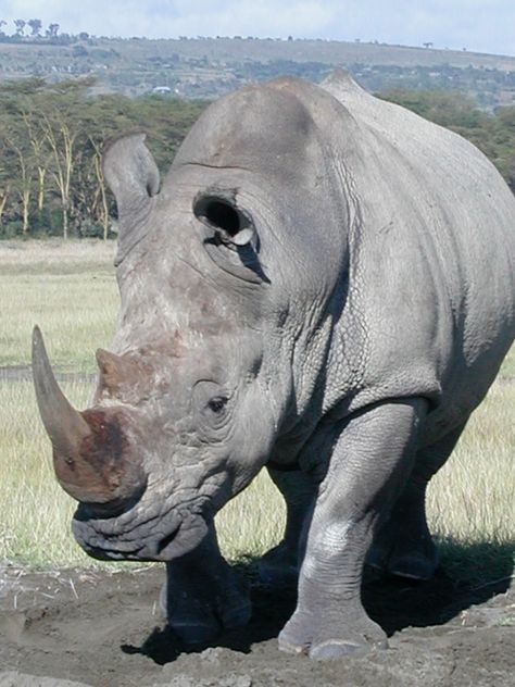 Javan Rhinoceros, Rhino Animal, Black Rhinoceros, White Rhinoceros, Wild Animals Photography, Africa Animals, Animals Photography, Lovely Animals, Incredible Creatures