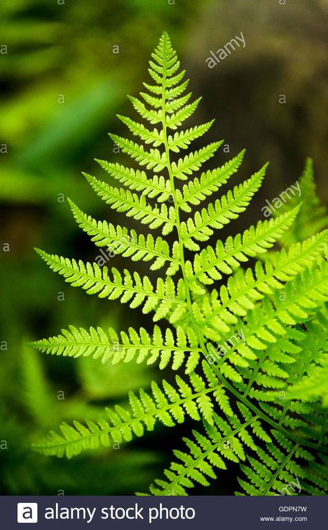 Fern Images, Fern Art, Leaf Photography, Plant Fungus, Forest Plants, Botanical Tattoo, Fern Leaf, Plant Photography, Leaf Nature