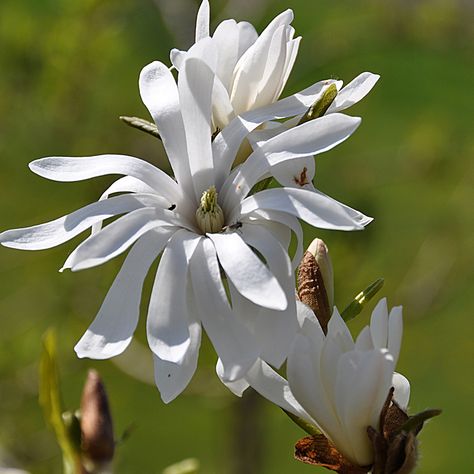 Star magnolia Star Magnolia, Magnolia Stellata, Magnolia, Garden Design, Plants, Flowers, Art