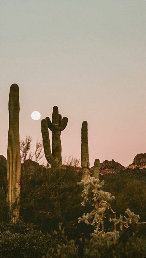 Western Mood Board, Cactus Cooler, Western Pics, Wallpaper Country, Western Aesthetic Wallpaper, Western Wallpapers, Arizona Aesthetic, Desert Aesthetic, Western Wallpaper Iphone