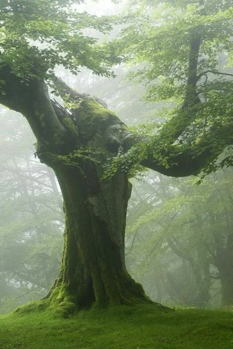 숲 사진, Boom Kunst, Era Victoria, Foggy Forest, Old Tree, Old Trees, Tree Hugger, Nature Tree, Tree Forest