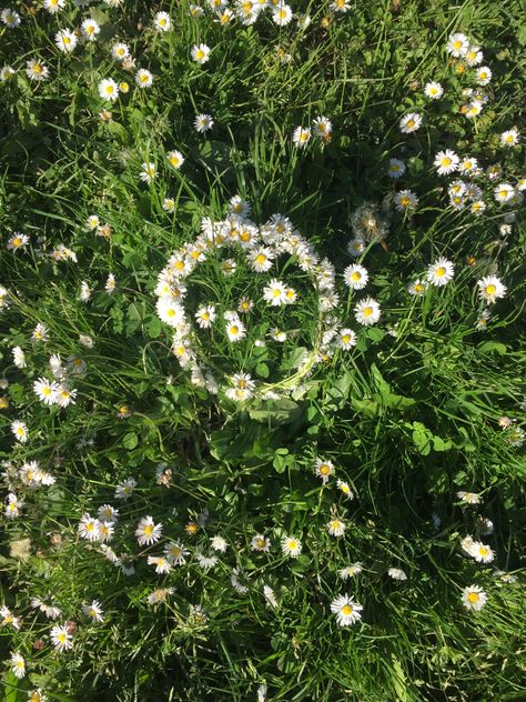 daisy crown in a field of daisies Daisy Chain Aesthetic, Daisy Flower Crown, Daisy Crown, Field Of Daisies, Chains Aesthetic, Daisy Field, Botanical Wedding, Daisy Chain, Daisy Flower