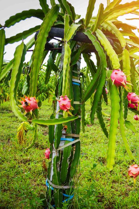 Dragon fruit tree Trees For Small Spaces, Dragon Fruit Flower, Strawberry Companion Plants, Pepper Companion Plants, Dragon Fruit Tree, Tomato Companion Plants, Dragon Fruit Benefits, Hydrangea Vine, Dragon Fruits