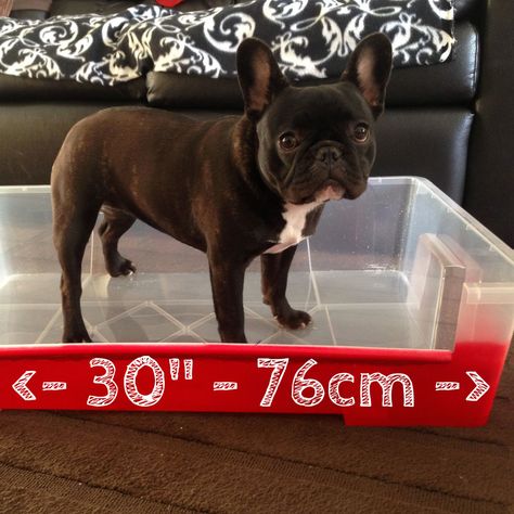 Giant Litter Box #pets #dog #kitty #litter #pen Litter Box Ideas, Diy Litter Box, Dog Litter Box, Puppy List, Puppy Litter, Monster Box, Small Pigs, Dog Toilet, Pet Stuff