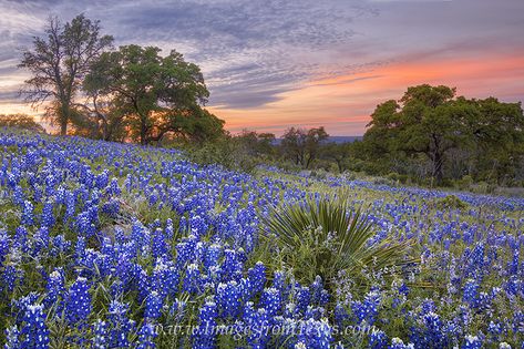 Country Tattoo, Flower Hill, Country Sunset, Tattoo Family, Texas Sunset, Country Tattoos, Country Photography, Texas Bluebonnets, Texas Hills