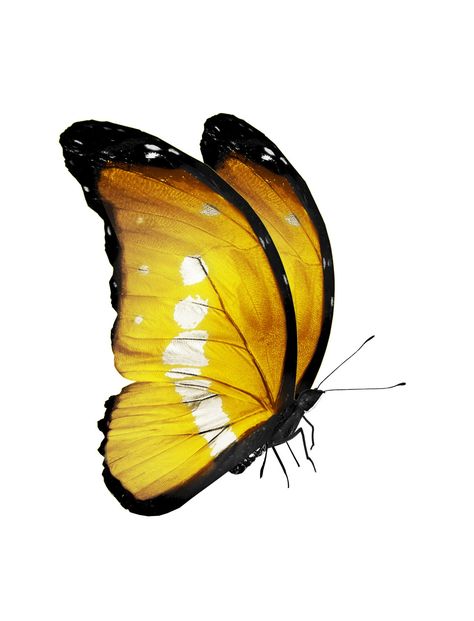 Yellow Butterfly Yellow Butterflies, Yellow Butterfly Drawing, Yellow Butterfly Painting, Yellow Butterflies Aesthetic, Butterflies Yellow, Yellow Aesthetic Butterfly, Yellow Butterfly Tattoo, Yellow Tattoo, Yellow Butterfly Watercolor