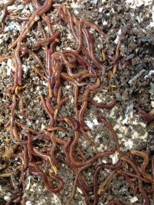 Top 5 worm composting fears all beginners share and how to solve them Red Wiggler Worms, Red Wigglers, Worm Bin, Worm Castings, Red Worms, Dig Gardens, Worm Composting, Worm Farm, Natural Fertilizer