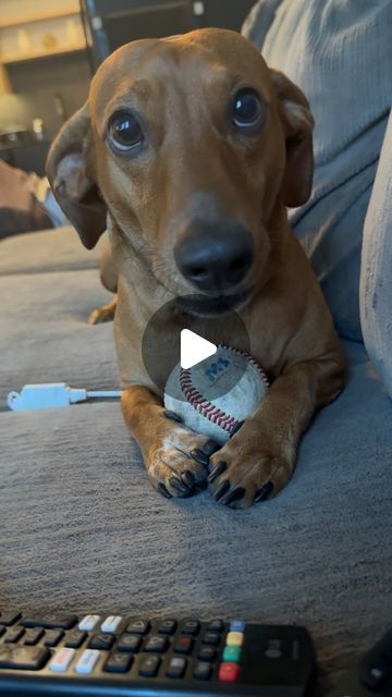 Weenie Dogs Funny, Dachshund Funny Video, Dachshund Puppy Funny, Doxie Puppies, Dog Lover Quotes, Cute Dogs Images, Cutest Dog Ever, Funny Dachshund, Good Manners