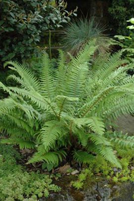 Sword fern (Polystichum munitum) Polystichum Munitum, Outdoor Landscape Design, Cat Safe Plants, Ferns Garden, Backyard Plants, Tree Canopy, Backyard Fences, Survival Food, Shade Plants