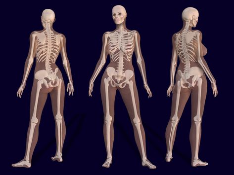 https://flic.kr/p/4XChZ2 | 3D Female Skeleton Anatomy | 3D render of a female skeleton with body shape // 3D Renderbild eines weiblichen Skeletts mit Körperkontur  (ASSUME THIS IS UNDER COPYRIGHT AND FOR ARTISTIC INSPIRATION ONLY; NO OTHER INFORMATION) The Human Skeleton, Female Skeleton, Human Skeleton Anatomy, Anatomy Bones, Skeleton Anatomy, Skeleton Drawings, Human Body Anatomy, Human Anatomy Drawing, Human Skeleton