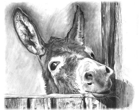 Donkey Drawing in black and white charcoal on Bristol Board, 11 x 14 inches by Margret Heyn. Drawings Of Donkeys, Donkey Pencil Drawing, Donkey Drawing Sketches, Donkey Paintings On Canvas, Cute Donkey Drawing Art, Donkey Drawing, Donkey Art, Cute Donkey, Pencil Drawings Of Animals