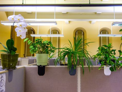 Petalstal is a platform that slides over a cubicle partition and provides easy and secure display of a potted plant or vase. Cubicle Upgrade, Cubicle Plants, Cubicle Shelves, Cubicle Shelf, Cubicle Inspiration, Cubicle Ideas, Cubicle Partitions, Cubicle Design, Privacy Planter