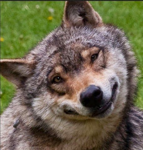 I'm Kind of Dubbing This Timber Wolf (Smiling Jack). He is so Darn Cute With That Grin! Happy Dog Quotes, Funny Wolf, Smiling Animals, Wolf Photos, Wolf Pictures, Beautiful Wolves, Wild Dogs, Silly Animals, A Wolf