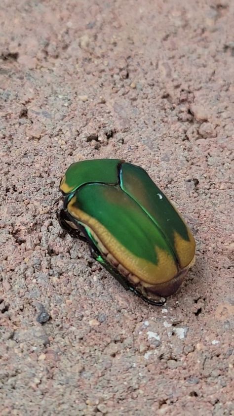 Figeater Beetle from Rita Ranch, Tucson, AZ, USA on July 16, 2021 at 08:21 AM by Hana · iNaturalist Figeater Beetle, Lone Wolf, July 16, Tucson Az, Beetles, Tucson, Gemstone Rings, Gemstones, Quick Saves