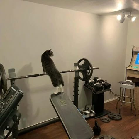 Getting Ready Playlist Cover, Cat Getting Ready, Animales Aesthetic, Gym Vibes, Cats Doing Funny Things, Cutest Cats Ever, Cat Standing, Cat Gym, Gym Images