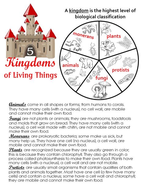 5 Kingdoms of Living Things ~ Anchor Chart * Jungle Academy Living Things Anchor Chart, 5 Kingdoms Of Living Things, Kingdoms Of Living Things, Grade 6 Science, Characteristics Of Living Things, Biology Lab, Science Anchor Charts, School Works, Teaching Board