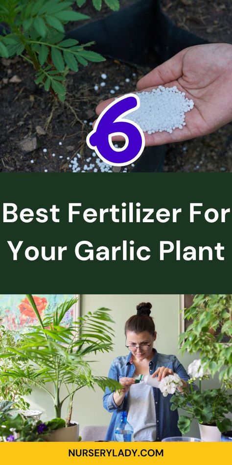 "Discover the 6 best fertilizers for your garlic plants to ensure a bountiful harvest! This guide also covers essential tips for fertilizing ginger, helping you grow healthy ginger plants in your garden. Enhance your gardening skills with these expert insights and garden hacks for optimal growth. Perfect for both novice and experienced gardeners looking to boost their garlic and ginger yields!" Plant Ginger, Garlic Plants, Garlic Plant, Ginger Plants, Growing Ginger, Ginger Plant, Garlic And Ginger, Garden Hacks, Bountiful Harvest