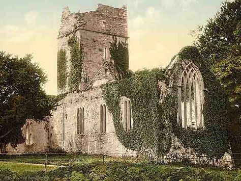 Muckross Abbey, Killarney, Co. Kerry. Counties Of Ireland, Killarney Ireland, Yew Tree, Ireland Map, Kerry Ireland, County Kerry, Early Photos, Travel Postcard, Killarney