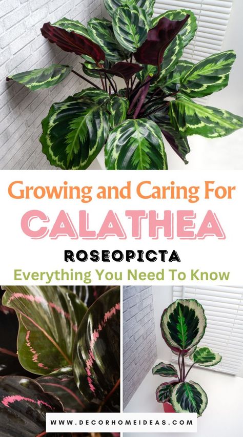 Dive into the world of Calathea Roseopicta with our comprehensive guide covering everything you need to know for successful growth and care. Unveil the secrets to nurturing this stunning plant, from optimal conditions to troubleshooting tips, and watch your Calathea thrive with vibrancy Calathea Roseopicta Care, Calathea Plant Care, Calathea Roseopicta, Calathea Plant, Fire Pit Landscaping, Plants Care, Prayer Plant, Indoor Jungle, Yellow Leaves