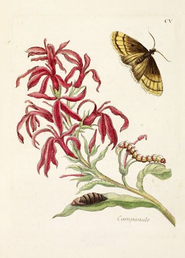 Cardinal Flower - Google Arts & Culture Cardinal Flower Drawing, Cardinal Drawing, Cardinal Flower, Botanical Drawings, Historical Events, Butterfly Flowers, Tattoo Inspo, Flower Illustration, Art Google