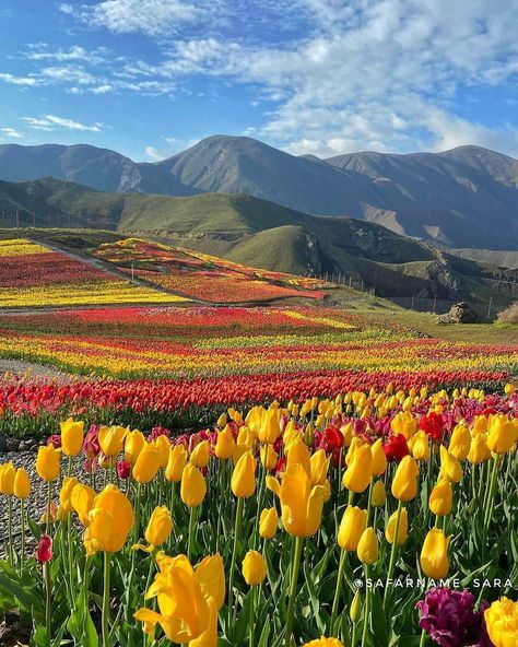 The tulip field of Kondor Village, located in Chalus Road, is three hectares in extent.Nearly two million tulip bulbs in 30 different types have been planted in the field, which is a huge number! Tulip Fields Wallpaper, Farming Flowers, Iran Landscape, Flower Field Tulip, Types Of Tulips, Netherlands Tulip Fields Photography, Tulip Field Netherland, Tulsi Plant, Netherland Tulip Fields