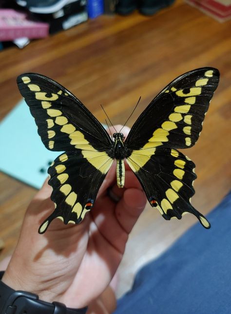 The Giant Swallowtail Butterfly, Papilio cresphontes cramer, is the largest butterfly in North America. Plant citrus in your yard to attract some caterpillars! #nature #butterfly #giantswallowtail #insects Citrus Swallowtail Butterfly, Giant Swallowtail Butterfly, Giant Swallowtail, Nature Butterfly, Lil Sister, Swallowtail Butterfly, Largest Butterfly, Butterfly Pictures, Butterfly Frame