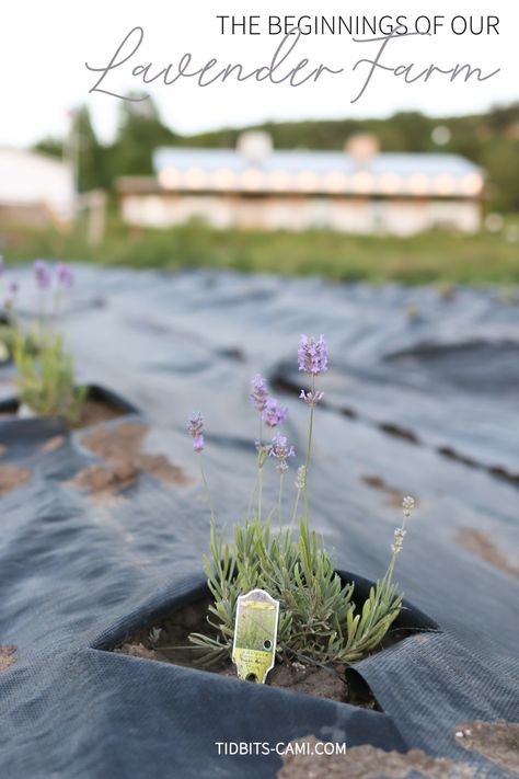 Join me for the beginnings of our lavender farm. #lavender #lavenderfarm #lavenderfarmers Lavender Raised Bed, Small Lavender Garden, Growing And Selling Lavender, Lavender Farm Aesthetic, Grow Lavender Outdoors, Lavender Farming, Lavender Ideas, Lavendar Planting Landscaping, Indoor Lavender Plant