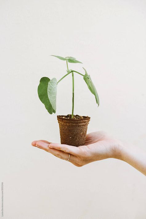 Crop hand of anonymous female holding paper pot with plant sapling on white background Plant Business, Holding Paper, Organic Bag, Small House Plants, Paper Pot, Plant Photography, Plant Aesthetic, Forest Photography, Eco Friendly Clothing