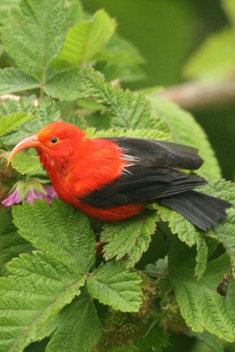 Drepanis coccinea, Hawaiian honeycreeper, 'I'iwi. A bright red Hawaiian honeycreeper of high elevation native forests on Kauai, Maui, and Hawaii Island. Very active and boisterous in the understory and forest canopy. Aggressively chases other birds from flowering trees. The long bill of the ʻiʻiwi assists it to extract nectar from the flowers of the Hawaiian lobelioids, which have decurved corollas. Vocalizations include a complex array of gurgles, chuckles and reedy notes. Birds Of Hawaii, Hawaii Animals, Hawaiian Honeycreeper, Hawaiian Birds, Hawaii Fish, Hawaiian Plants, Underwater House, Animal Aesthetic, Forest Canopy