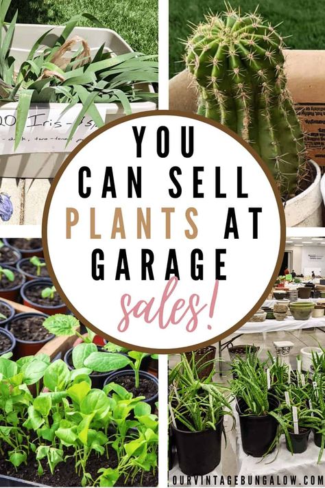 Have you ever thought of selling plants at your garage sale? Don’t assume yard sales are just for outgrown kids clothing and unused kitchen gadgets. If you have a green thumb or excess perennials in your yard, selling plants from home can certainly make you extra cash. I will tell you easy tips on how to sell plants at a garage sale. Plants For Sale Sign, Sell Plants From Home, How To Sell Plants From Home, Selling Plant Starts, Plant Selling Ideas, Selling Plants From Home, Cute Yard Sale, Plant Sale Sign, Diy Plant Gifts