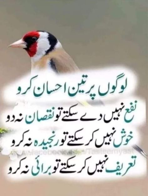 Queen Quotes Funny, Savvy Quotes, Urdu Quotes Images, Good Day Messages, Inspirational Life Lessons, Impress Quotes, Funny Animals With Captions, Poetry Photos, Animals Amazing