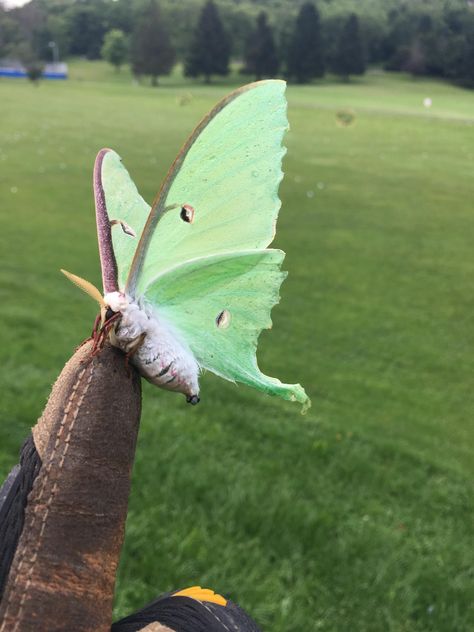 Luna Moth Reference, Lunar Moth Side View, Moths With Eyes On Wings, Luna Moth Side View, Moth Pretty, Moth With Eyes On Wings, Pretty Moth Species, Moth Species, Cute Moth