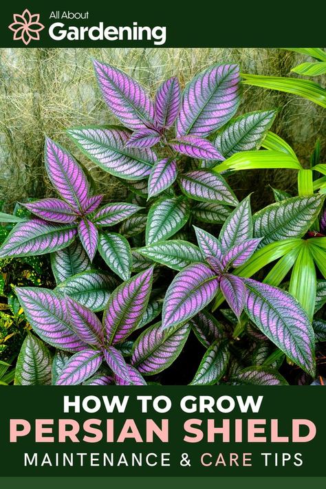 Are you thinking of adding a persian shield to your indoor or outdoor garden? In this article, our gardening expert will go over all you'll need to know about Persian Shield plants, including their maintenance and care needs. Come take a look! Persian Shield Plant, Persian Shield, Lipstick Plant, Ornamental Kale, Hydrangea Care, Chinese Money Plant, Container Gardening Vegetables, Leaf Coloring, Fall Plants