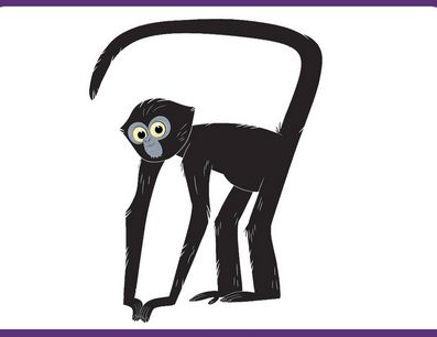 Black-Headed Spider Monkey Spider Monkey Illustration, Spider Monkey Drawing, Fursona Moodboard, Kingston Tattoo, Monkey Pics, Monkey Video, North American Beaver, Blue Wildebeest, Pygmy Marmoset