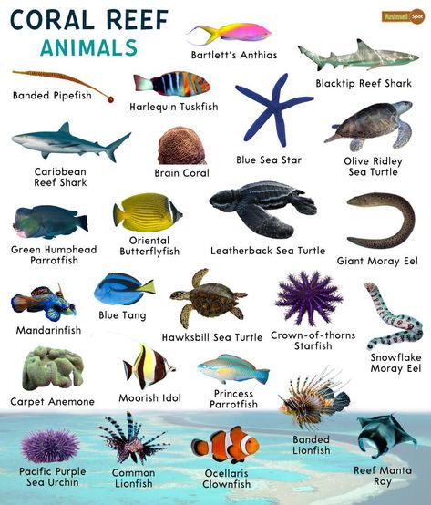 Coral Reef Biome, Reef Animals, Types Of Coral, Coral Reef Animals, Animals List, Purple Sea Urchin, Coral Reef Fish, Coral Reef Ecosystem, Underwater Landscape