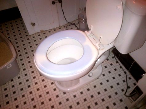 My Toilet Seat Turned Blue Blue Toilet Seat, Blue Toilet, Toilet Ring, Wood Toilet Seat, Bleached Wood, Turn Blue, Hard Water Stains, Toilet Cleaner, Blue Stain