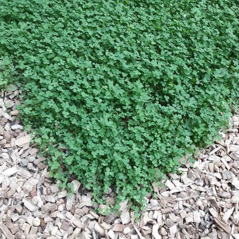 White Clover Lawn, Clover Lawns, Lawn Alternative, Clover Lawn, Landscape Business, Seed Planting, Nitrogen Fixation, Clover Seed, Seeding Lawn