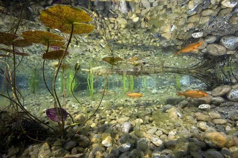 Underwater Pond, Garden Activity, Garden Activities, Aquascape Aquarium, Water Lilly, Under The Surface, Water Life, Nature Water, A Pond