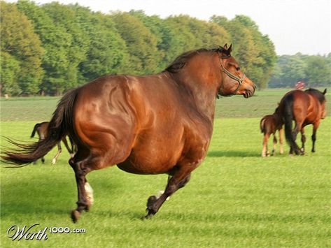 this horse is killing me!!  is it fat? or is it pregnant? i have no idea hehehe but it's funny :) Fat Horse, Fat Animals, Big Boned, Funny Horse, Horse Care, Weird Animals, Horse Pictures, Laughter Is The Best Medicine, Funny Animal Pictures