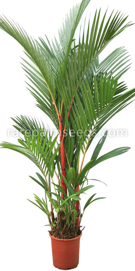 Cyrtostachys Renda, Lipstick Palm, Palm Tree Types, Palm Trees Landscaping, Tropical Landscape Design, Potted Palms, Tropical Garden Design, Tropical Beauty, Bamboo Garden