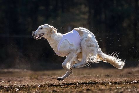 fotografia zwierzat domowych on Instagram: “Run at the raising sun #ilovedogs #runningdog #borzoi #borzoiofinstagram #borzoilove #running #chart #charty #lurecoursing #heart_imprint…” Borzoi Running, Dog Sports, Dog Runs, Sporting Dogs, Working Dogs, I Love Dogs, Horses, Sun, Running