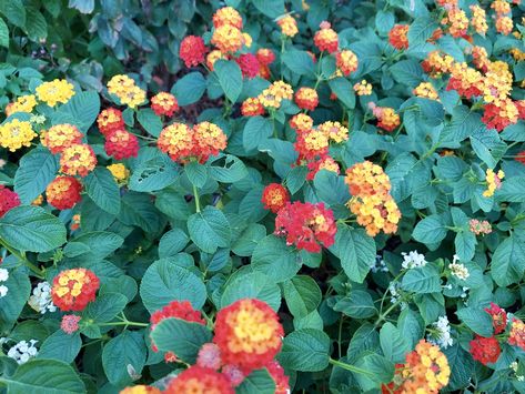 Lantana camara varieties named newest Texas Superstars - AgriLife Today Regions Of Texas, Texas Trees, Heat Tolerant Plants, Lantana Plant, Lantana Camara, Tree Care, Hardy Plants, Low Maintenance Plants, Ornamental Plants