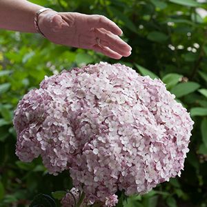 Native Hydrangea – A Sustainable Choice for Discriminating Gardeners  | Proven Winners Hydrangea Arborescens Incrediball, Blush Hydrangea, Incrediball Hydrangea, Hydrangea Arborescens Annabelle, Hardy Hydrangea, Annabelle Hydrangea, Big Leaf Hydrangea, Hydrangea Shrub, Types Of Hydrangeas