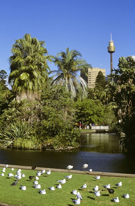 Royal Botanic Gardens in the heart of Sydney, Australia Australia Scenery, Australian Scenery, Travel Sydney, Royal Botanic Gardens Sydney, Australia Trip, Australia Tourism, Royal Botanic Gardens, Visit Sydney, Grow Gorgeous