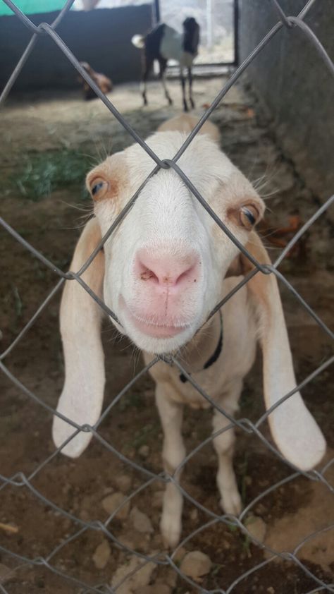 Jamnapari goat..... Jamnapari Goat, Goat Breeds, Goats, Sheep, Animals, Quick Saves