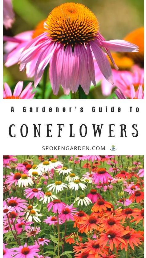 Planting Coneflower Seeds, Growing Perennials From Seed, Echinacea Varieties, Coneflower Care, Coneflower Garden, Colorado Flowers, Garden Perennials, Long Blooming Perennials, Drought Tolerant Perennials